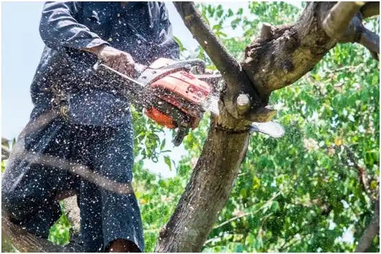 tree services Cochrane